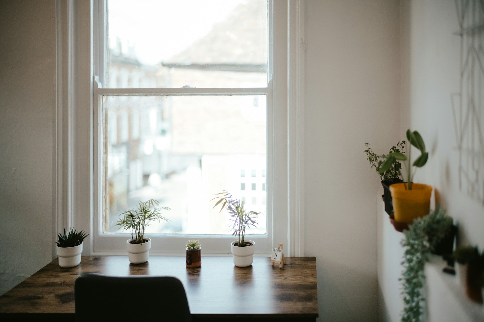 Kleine Pflanzen auf einer Fensterbank